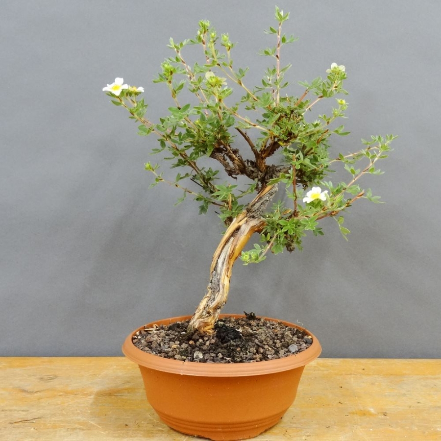 Potentilla, Fingerstrauch, Bonsai